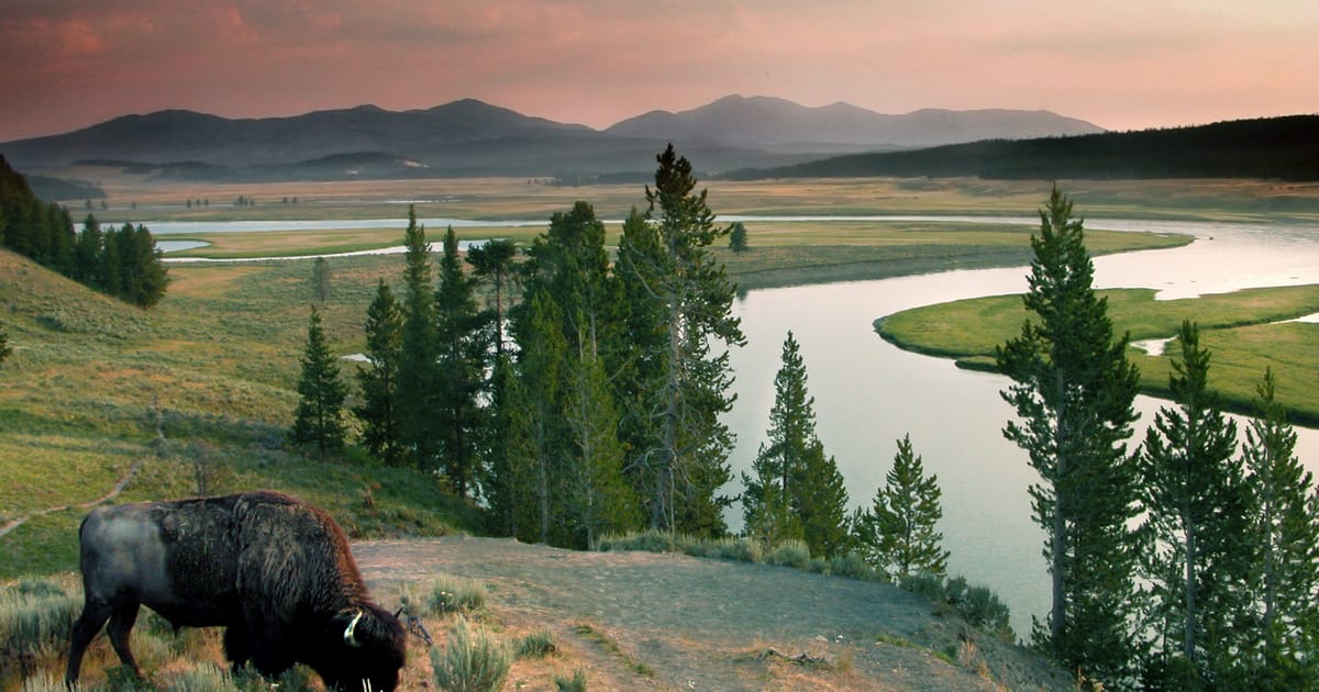 A lone bison grazes on a hillside overlooking the sweeping Hayden Valley in Yellowstone National Park, with the Yellowstone River meandering through lush meadows and distant mountain ranges bathed in a warm pink-hued sunset sky.