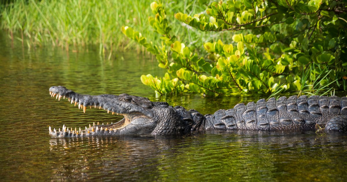 A large American alligator rests at the water's edge with its jaws wide open, surrounded by lush green mangroves and marsh grasses in warm, golden natural light. The scene captures the wild, subtropical wetland ecosystem of a Southern US national…