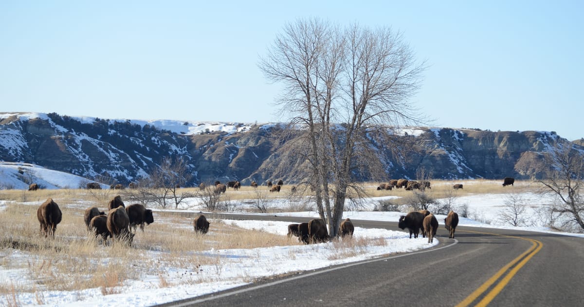 A large herd of American bison roams across a snow-dusted prairie alongside a two-lane road, with rugged badlands buttes and cliffs rising in the background under a clear winter sky. The scene conveys a wild, expansive mood with warm golden grasses…