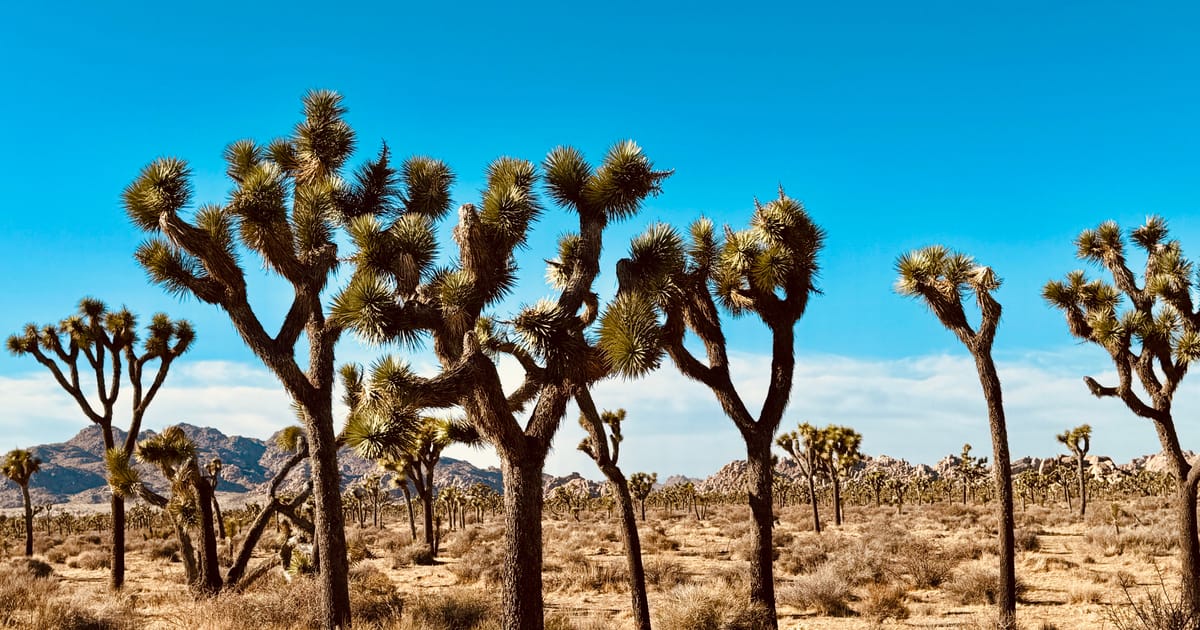 A striking grove of Joshua trees (Yucca brevifolia) stretches across an arid Mojave Desert landscape with rocky mountain formations in the background. The scene is bathed in bright midday sunlight under a vivid blue sky, conveying a classic American…