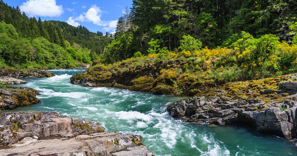 A rushing turquoise whitewater river cuts through moss-covered rocky outcrops surrounded by dense Pacific Northwest conifer and deciduous forest. Bright midday sunlight illuminates the vibrant greens and golden-yellow flowering shrubs under a vivid…