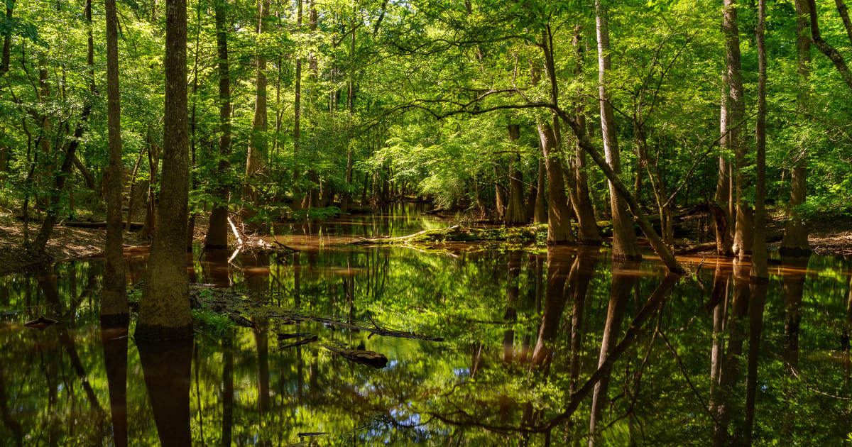 A serene Southern swamp or bottomland forest with still, tannin-rich water reflecting a lush green canopy of hardwoods and bald cypress trees. Dappled sunlight filters through the dense foliage, creating a tranquil, mirror-like scene with submerged…