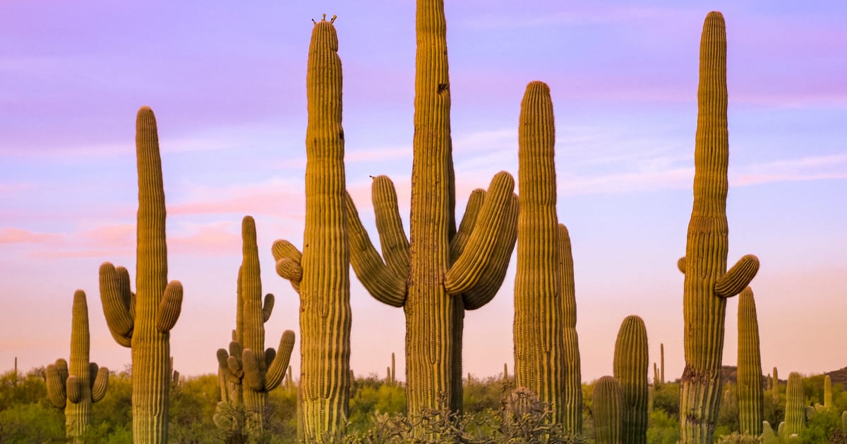 A dense grove of towering saguaro cacti stretches across the Sonoran Desert landscape, bathed in the warm golden light of sunset beneath a soft purple and lavender twilight sky. The scene evokes a serene, timeless mood characteristic of the American…