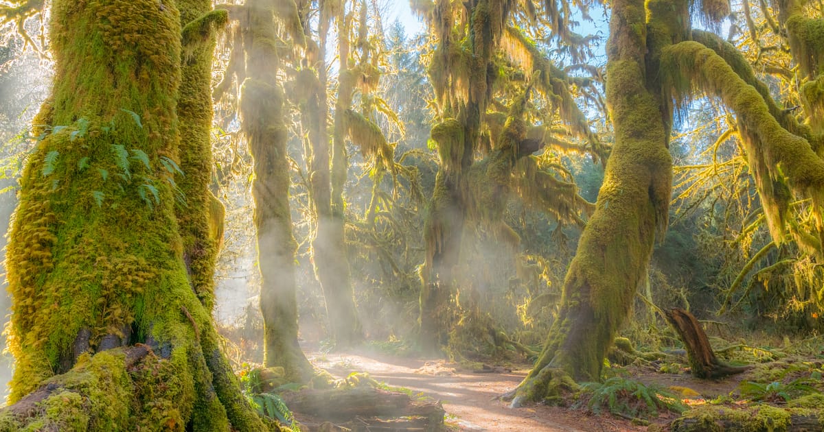 A misty, moss-draped old-growth forest path winds through towering bigleaf maple trees heavily blanketed in vibrant green moss, likely the Hoh Rain Forest in Olympic National Park. Golden rays of morning light pierce through the fog and hanging…