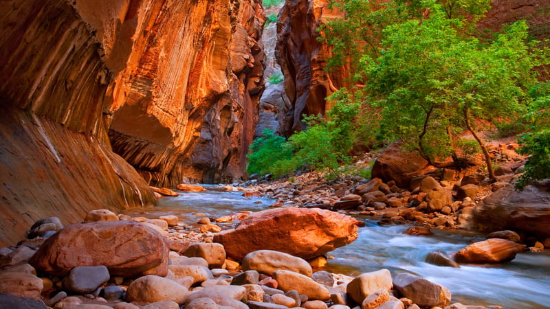 A lone hiker wading the Virgin River between the towering sandstone walls of The Narrows in Zion
