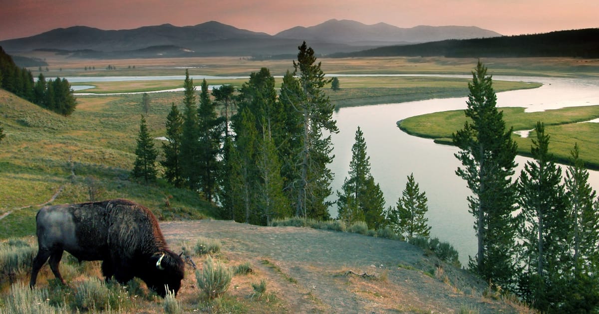 A lone bison grazes on a hillside overlooking the sweeping Hayden Valley in Yellowstone National Park, with the Yellowstone River meandering through lush meadows and distant mountain ranges bathed in a warm pink-hued sunset sky.
