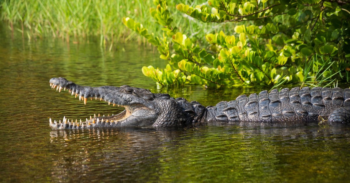 A large American alligator rests at the water's edge with its jaws wide open, surrounded by lush green mangroves and marsh grasses in warm, golden natural light. The scene captures the wild, subtropical wetland ecosystem of a Southern US national…