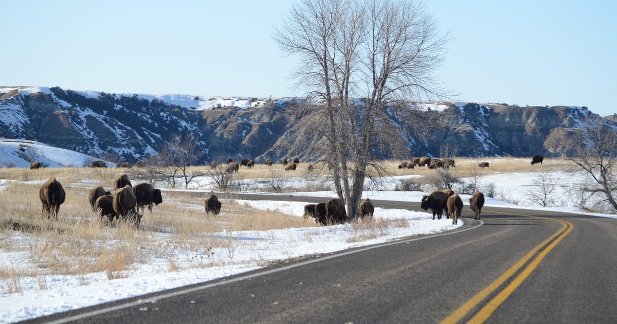 A large herd of American bison roams across a snow-dusted prairie alongside a two-lane road, with rugged badlands buttes and cliffs rising in the background under a clear winter sky. The scene conveys a wild, expansive mood with warm golden grasses…