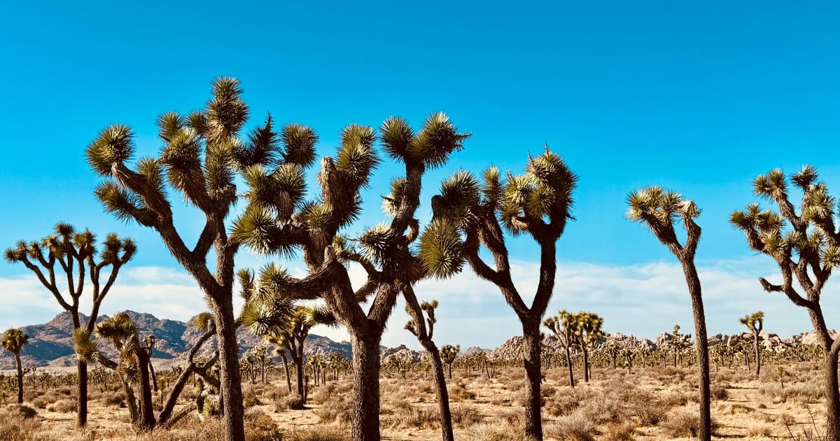 A striking grove of Joshua trees (Yucca brevifolia) stretches across an arid Mojave Desert landscape with rocky mountain formations in the background. The scene is bathed in bright midday sunlight under a vivid blue sky, conveying a classic American…