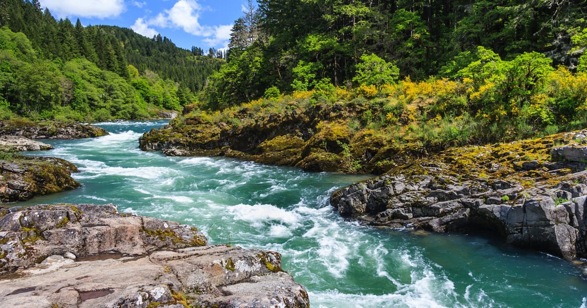A rushing turquoise whitewater river cuts through moss-covered rocky outcrops surrounded by dense Pacific Northwest conifer and deciduous forest. Bright midday sunlight illuminates the vibrant greens and golden-yellow flowering shrubs under a vivid…
