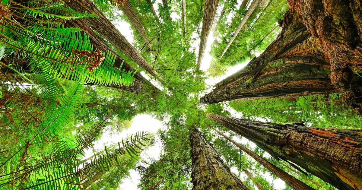 Coast redwoods rise overhead from the forest floor of Redwood National Park, California — fluted reddish trunks soaring out of dense sword ferns into a layered green canopy, viewed from below so the trees appear to lean inward toward a small circle of sky.