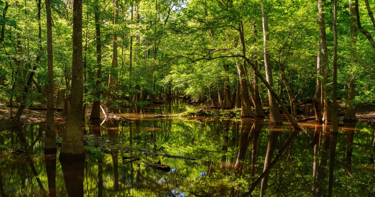 A serene Southern swamp or bottomland forest with still, tannin-rich water reflecting a lush green canopy of hardwoods and bald cypress trees. Dappled sunlight filters through the dense foliage, creating a tranquil, mirror-like scene with submerged…