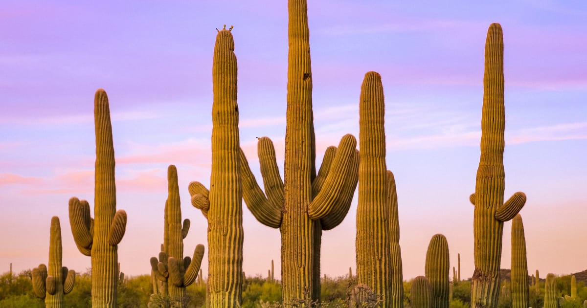 A dense grove of towering saguaro cacti stretches across the Sonoran Desert landscape, bathed in the warm golden light of sunset beneath a soft purple and lavender twilight sky. The scene evokes a serene, timeless mood characteristic of the American…