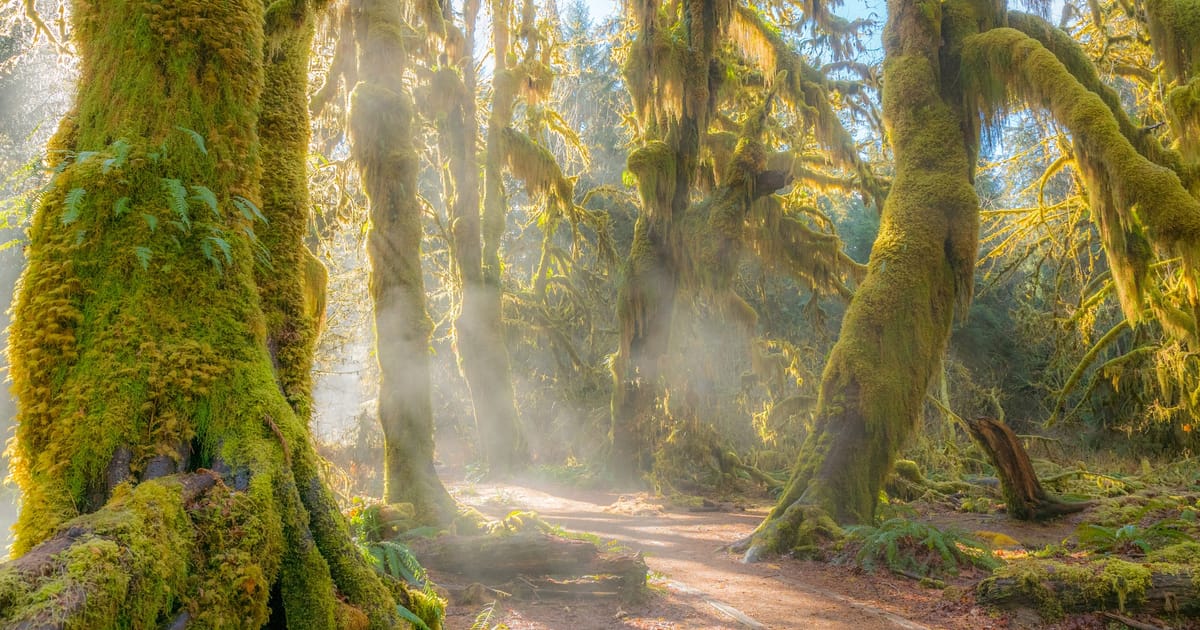 A misty, moss-draped old-growth forest path winds through towering bigleaf maple trees heavily blanketed in vibrant green moss, likely the Hoh Rain Forest in Olympic National Park. Golden rays of morning light pierce through the fog and hanging…