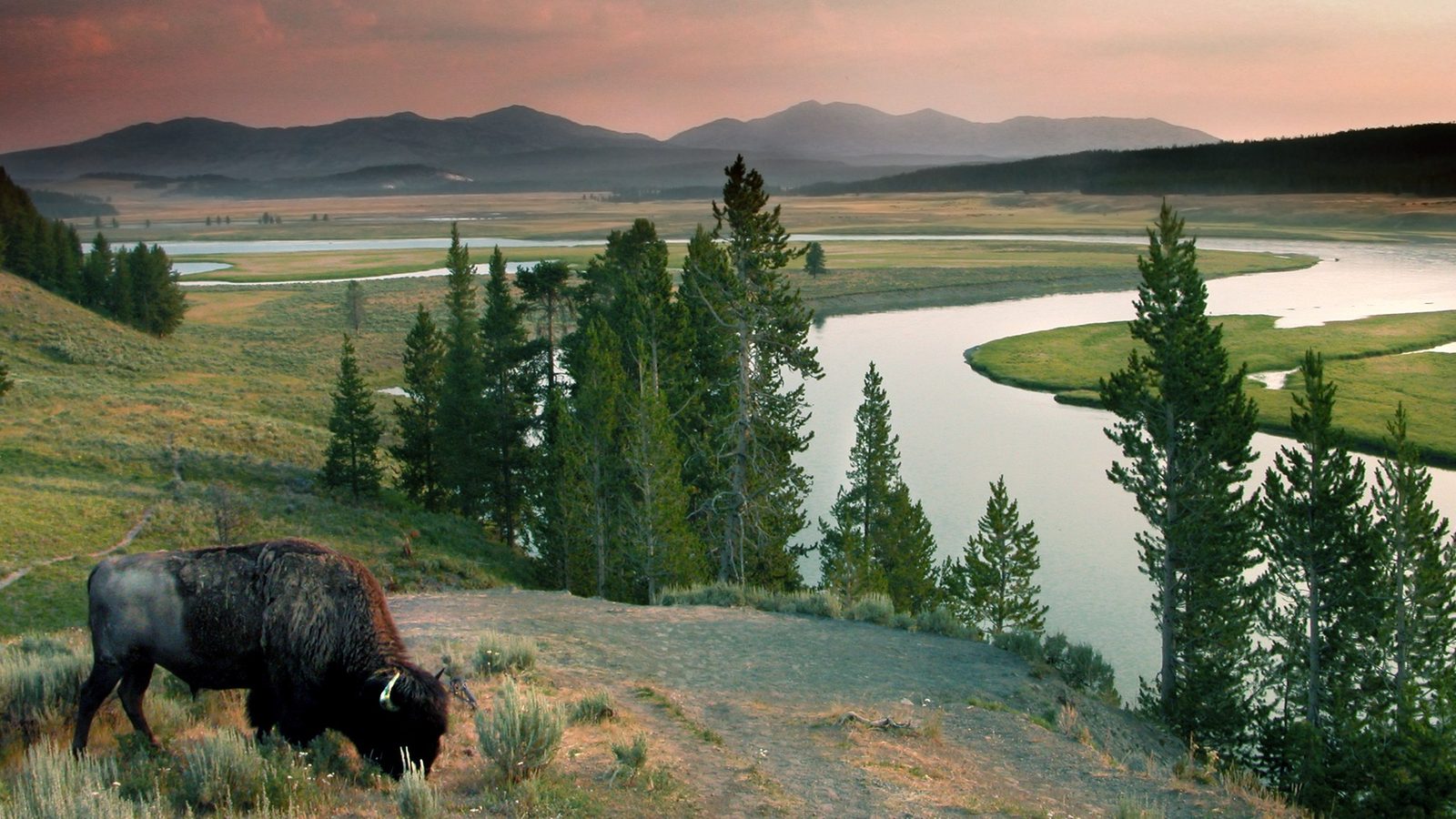 A lone bison grazes on a hillside overlooking the sweeping Hayden Valley in Yellowstone National Park, with the Yellowstone River meandering through lush meadows and distant mountain ranges bathed in a warm pink-hued sunset sky.