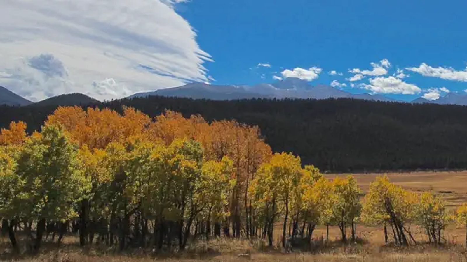 A wide open mountain meadow in autumn displays a cluster of aspen trees transitioning from green to gold and orange, set against a sweeping backdrop of fores…