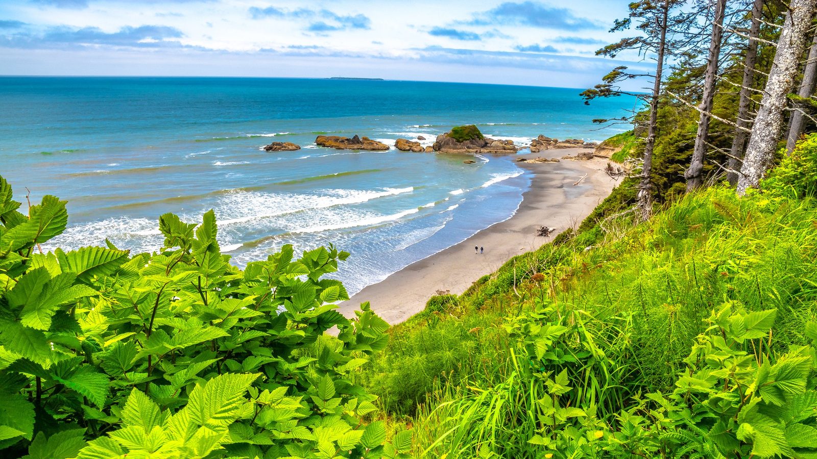 A lush coastal overlook reveals a sweeping crescent beach with rocky outcroppings and rolling Pacific waves, framed by vibrant green vegetation and conifer t…
