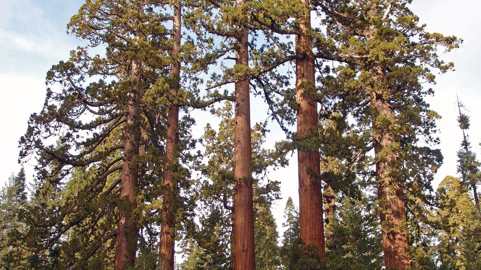 Five tall conifers with reddish-brown bark and green canopies tower above a dense forest of smaller evergreen trees under a partly cloudy sky.