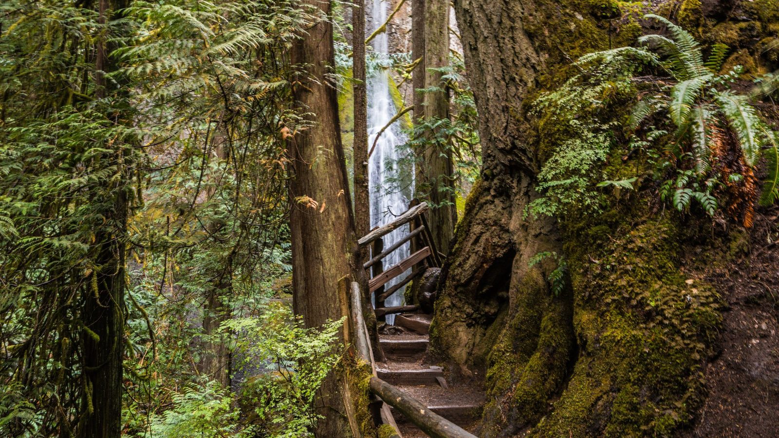 A mossy, old-growth temperate rainforest trail with rustic wooden log railings winds through massive moss-covered trees toward a slender waterfall visible in…