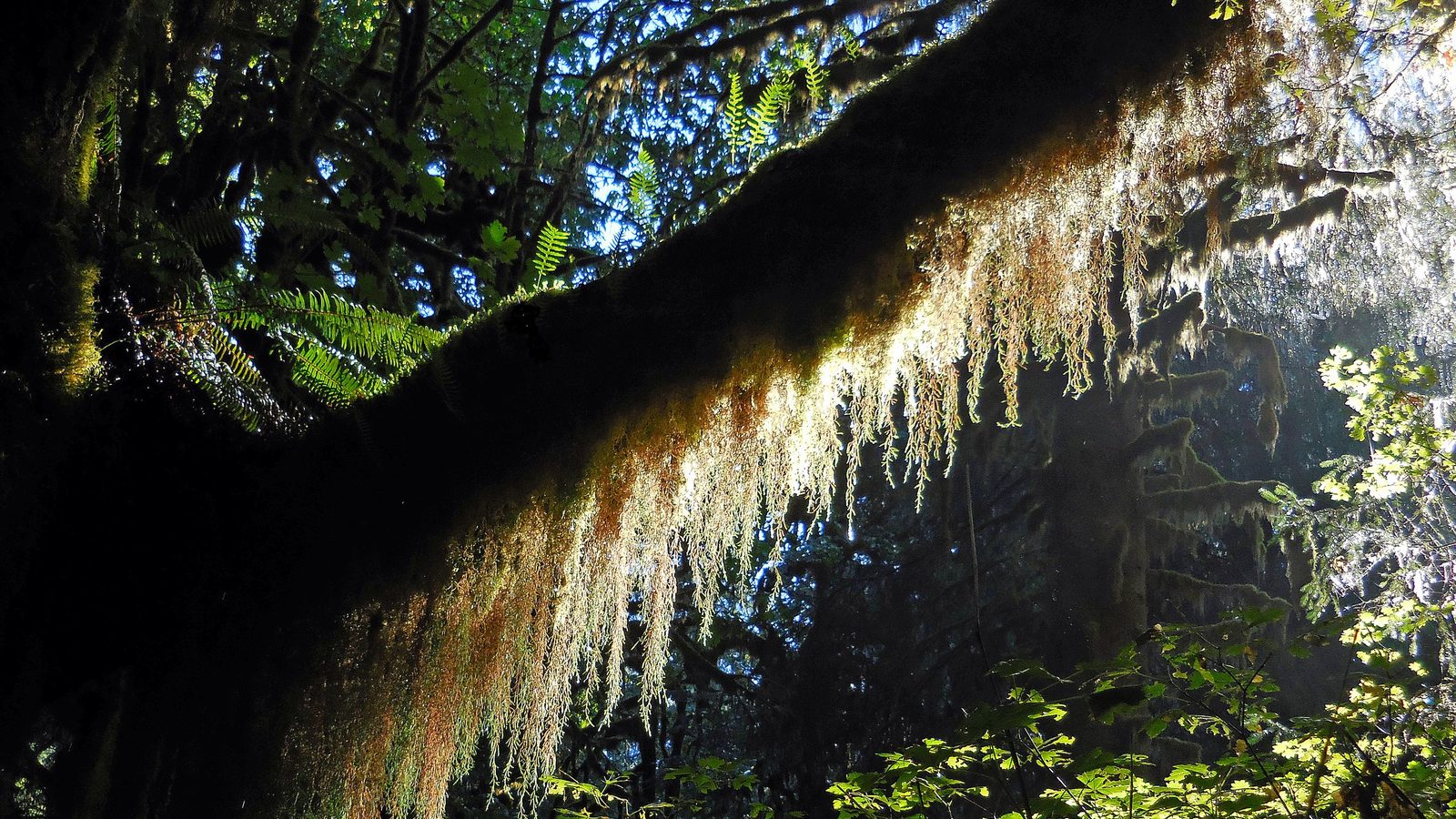 A large old-growth tree branch covered in hanging moss and ferns stretches across a dimly lit temperate rainforest canopy, with dappled light illuminating the dangling growth from above.