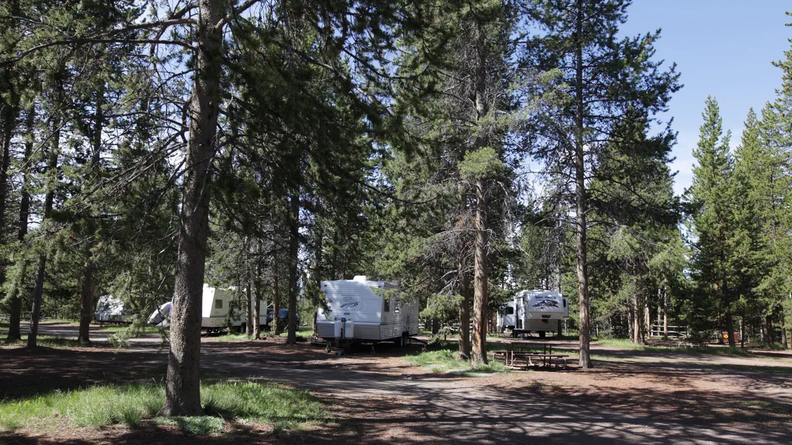 A forested RV campground set among tall lodgepole pine trees, with multiple white travel trailers and fifth-wheel RVs parked on gravel sites under a clear bl…