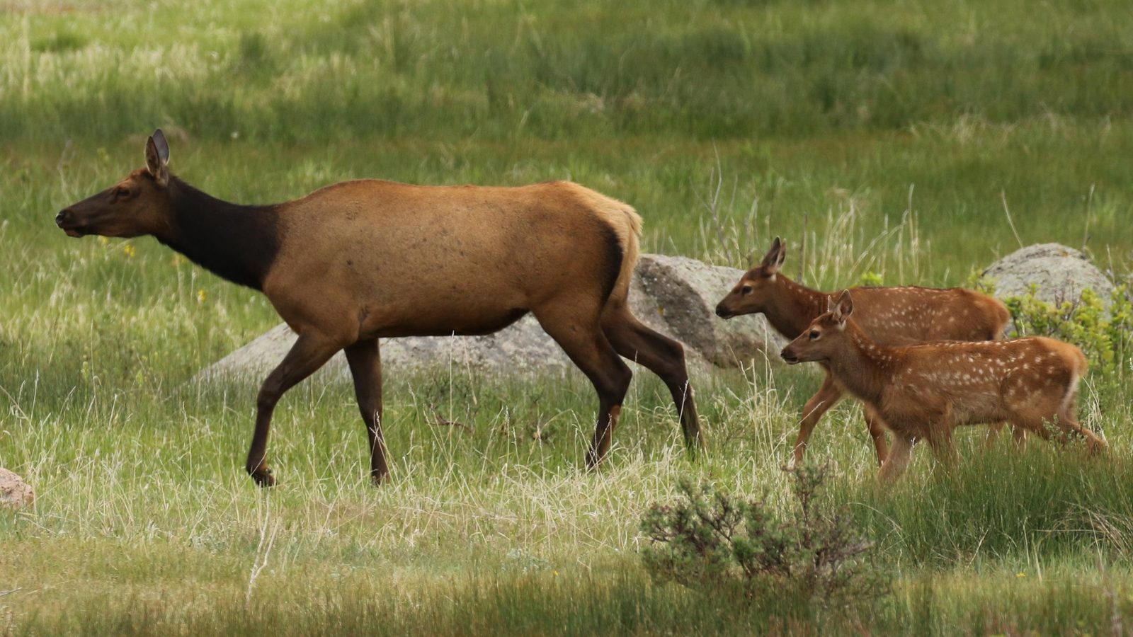 A cow elk leads two spotted newborn calves through a lush green meadow scattered with granite boulders, captured in soft natural daylight that highlights the…