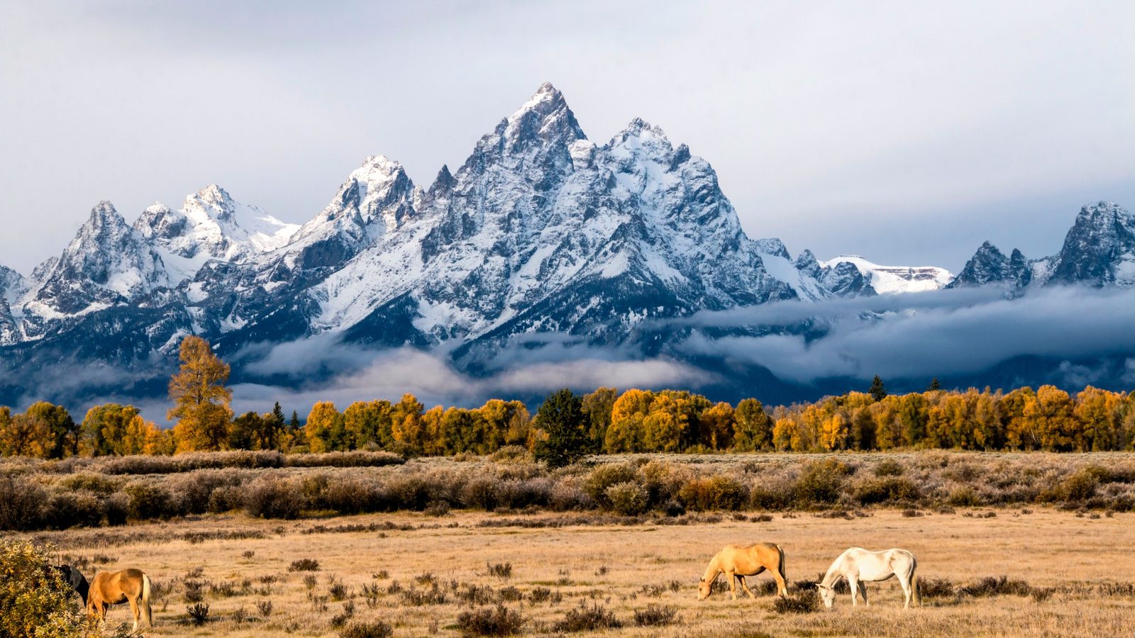 Three horses graze in a golden autumn meadow beneath the dramatic snow-capped peaks of the Grand Teton range in Wyoming, with low clouds clinging to the moun…