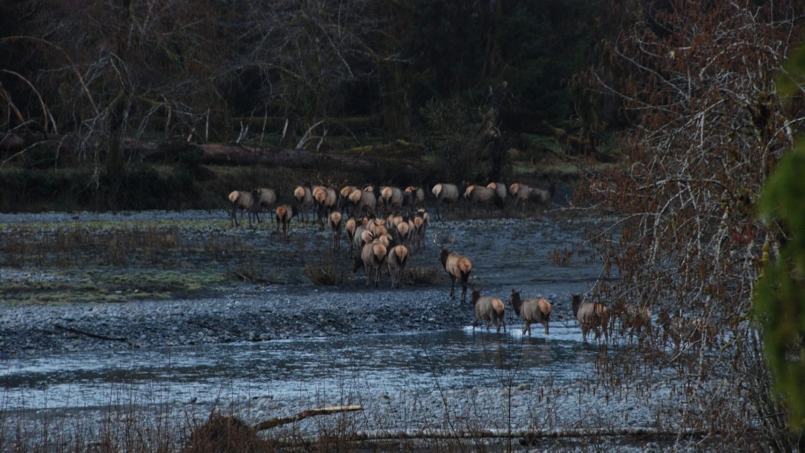 A herd of elk crosses a shallow braided river channel in a forested Pacific Northwest landscape, with bare and evergreen trees lining the far bank.