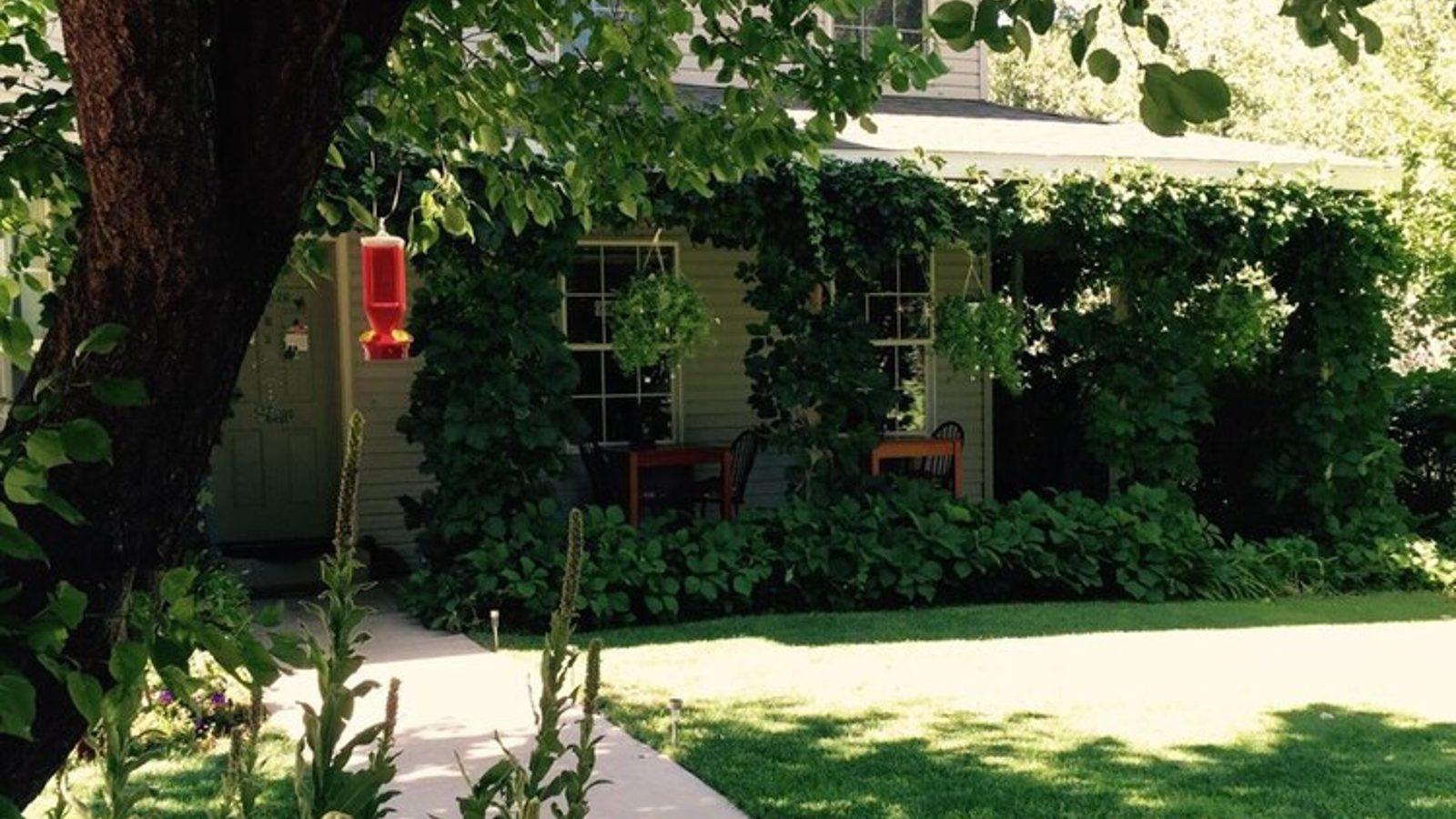 A charming two-story farmhouse or historic home is partially obscured by mature deciduous trees and lush climbing vines, with a concrete walkway leading to a…
