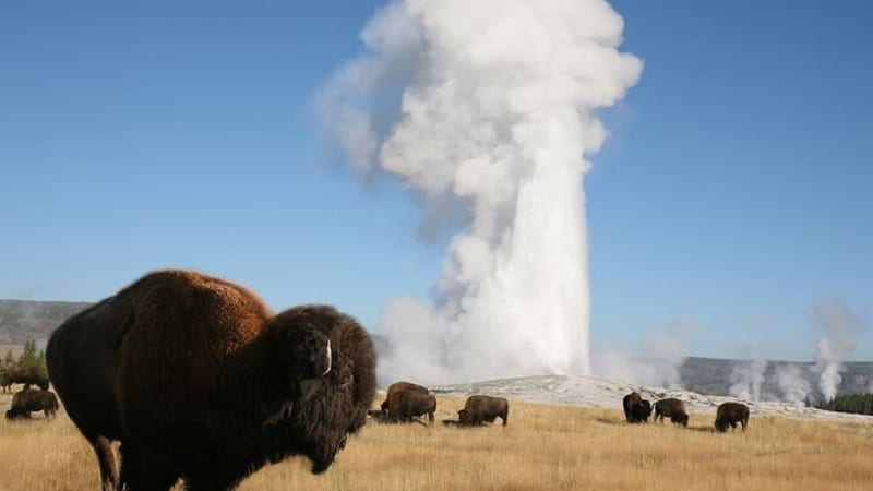 Full-Day Guided Yellowstone Day Tour