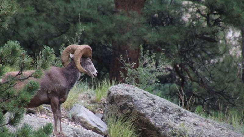 The Rocky Mountain National Park Safari Tour