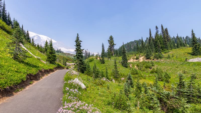 A paved trail curves through a green subalpine meadow dotted with purple wildflowers and conifer trees, with the glacier-covered peak of Mount Rainier visibl…