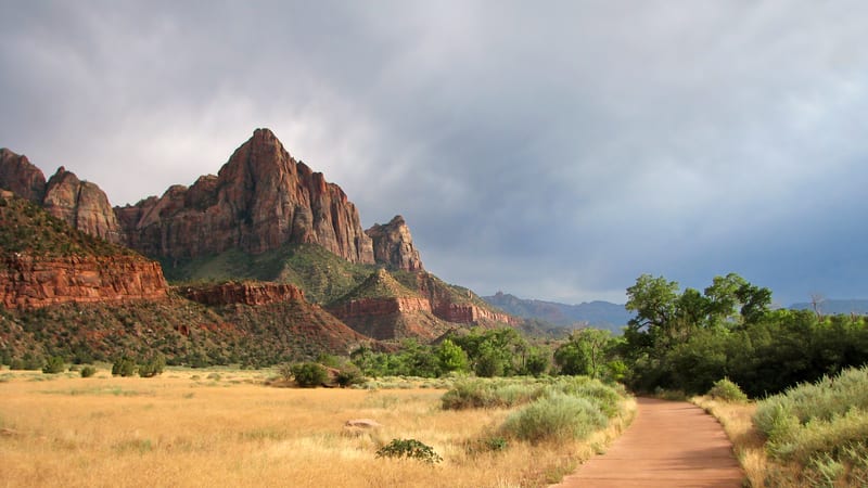 Autumn cottonwood trees lining the Virgin River below the Watchman peak in Zion Canyon