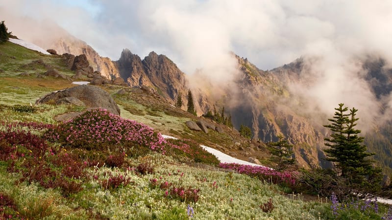 Pink heather and wildflowers carpet a subalpine meadow with snow patches, large boulders, and a lone evergreen tree in the foreground, while jagged rocky pea…