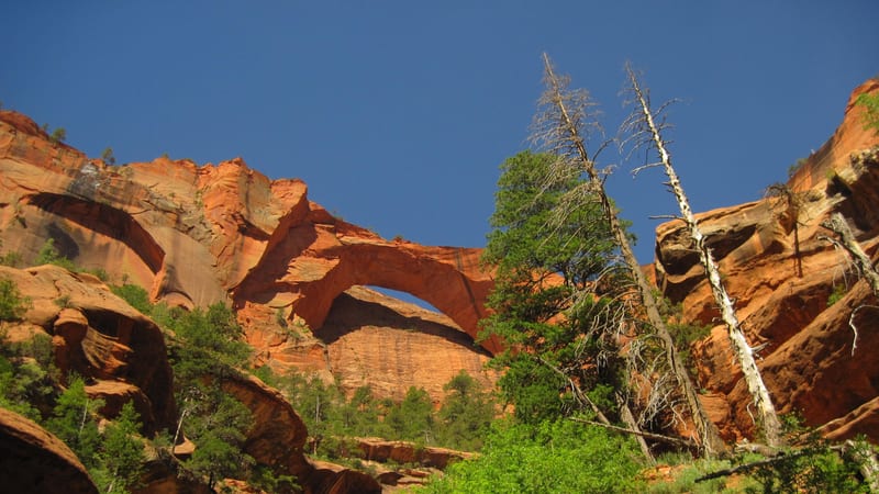 A natural sandstone arch spans across layered red rock cliffs in bright midday sun, with lush green vegetation and dead snags in the canyon below.