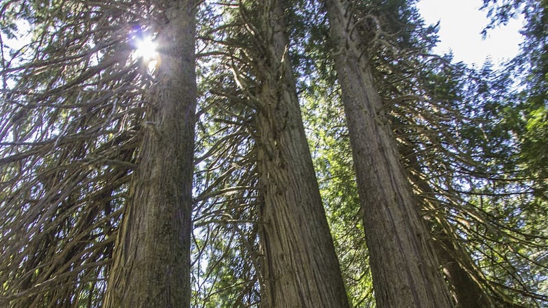 A worm's-eye view looking straight up through a grove of towering coast redwood or giant sequoia trees, their massive fibrous trunks converging toward a brig…