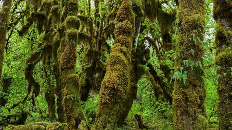 Hoh Rain Forest and Rialto Beach Guided Tour in Olympic National Park