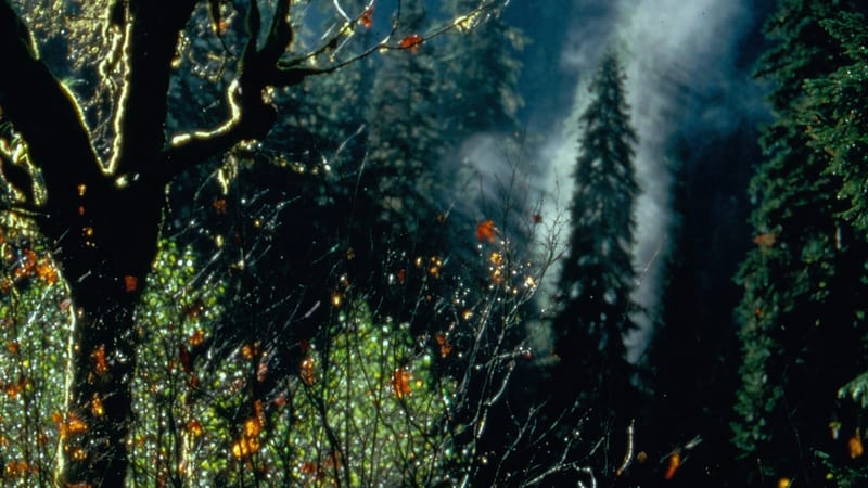 A misty Pacific Northwest forest scene with bare-branched deciduous trees adorned with moss and autumn leaves in the foreground, while tall conifers rise beh…