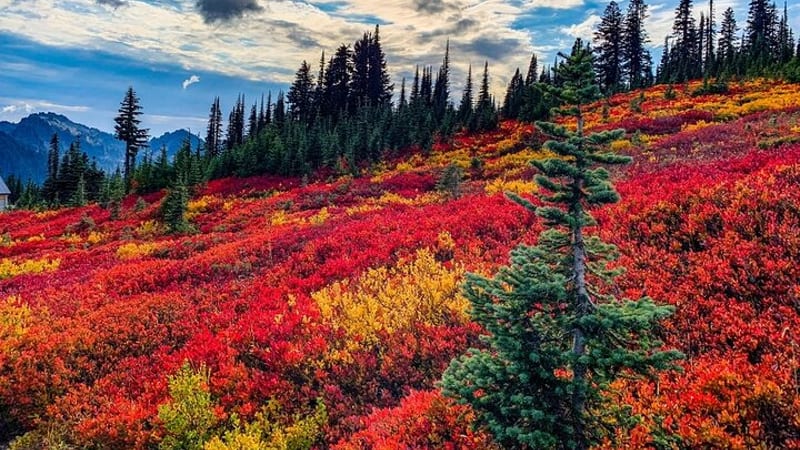 Mount Rainier National Park Self-Guided Audio Tour