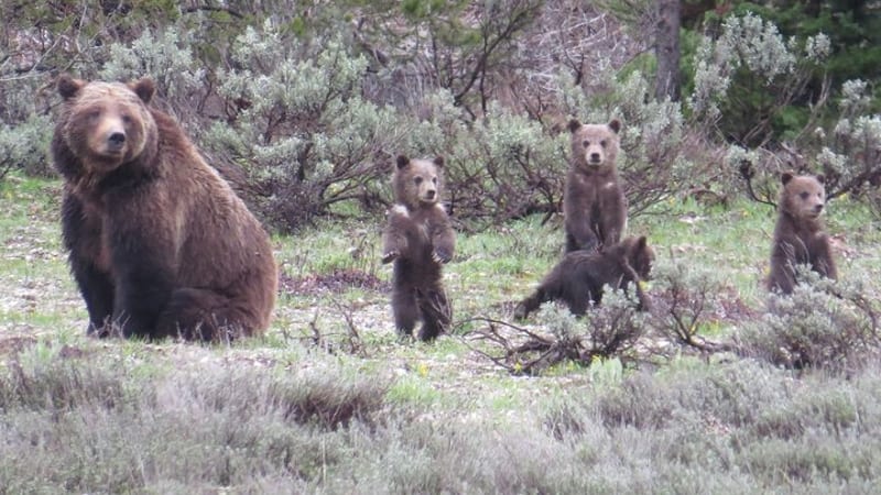 Yellowstone National Park - Full-Day Lower Loop Tour from Jackson
