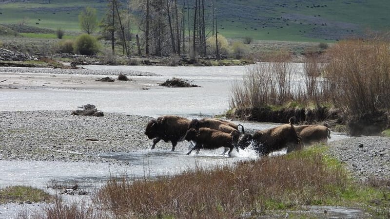 Yellowstone National Park - Full-Day Lower Loop Tour from West Yellowstone