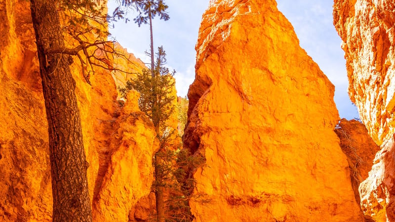 A sandy trail winds between tall orange-red hoodoo rock spires and evergreen pine trees in a narrow canyon slot at Bryce Canyon National Park, viewed from gr…