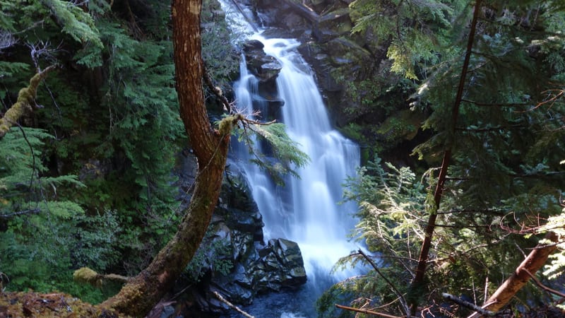 A multi-tiered waterfall cascades down dark moss-covered rocks through a dense Pacific Northwest old-growth forest, framed by towering conifers and fallen lo…