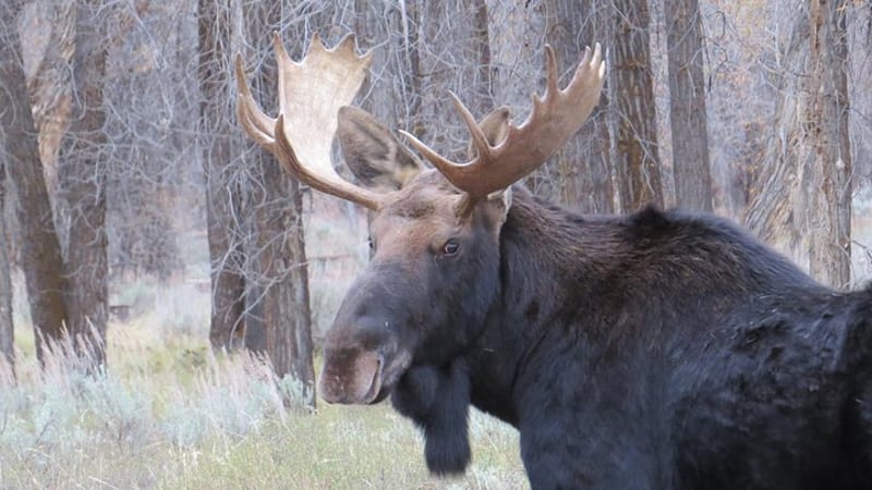 Grand Teton National Park - Sunrise Tour from Jackson Hole