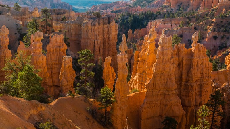 A dense field of orange-red sandstone hoodoos rises from the amphitheater floor at Bryce Canyon National Park, with scattered ponderosa pines growing between…