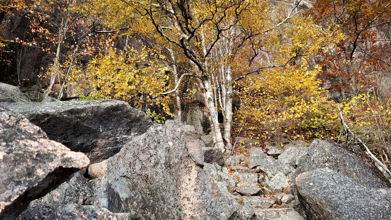A rocky boulder-strewn trail winds through a birch forest displaying vivid autumn foliage in shades of gold and amber, with large granite rocks dominating th…