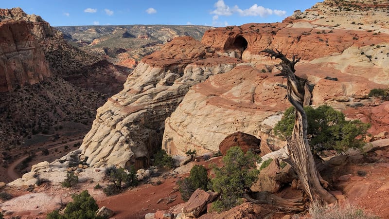 A historic pioneer farmstead with a rustic wooden barn and fenced pastures sits beneath towering red sandstone cliffs in Capitol Reef National Park, Utah.