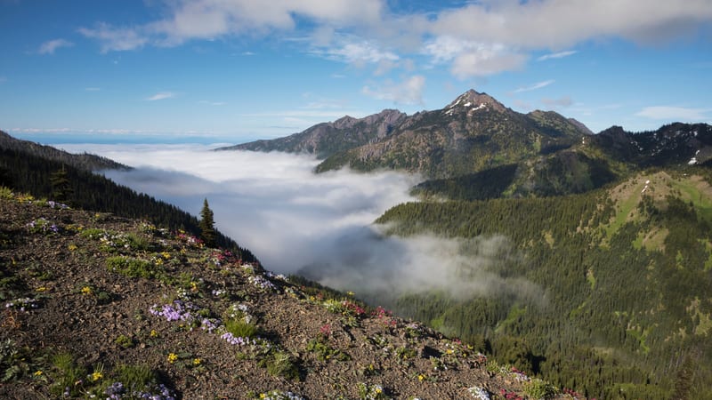 Alpine wildflowers in purple, yellow, and pink bloom on a rocky ridgeline above a cloud-filled valley, with a jagged mountain peak and evergreen slopes visib…