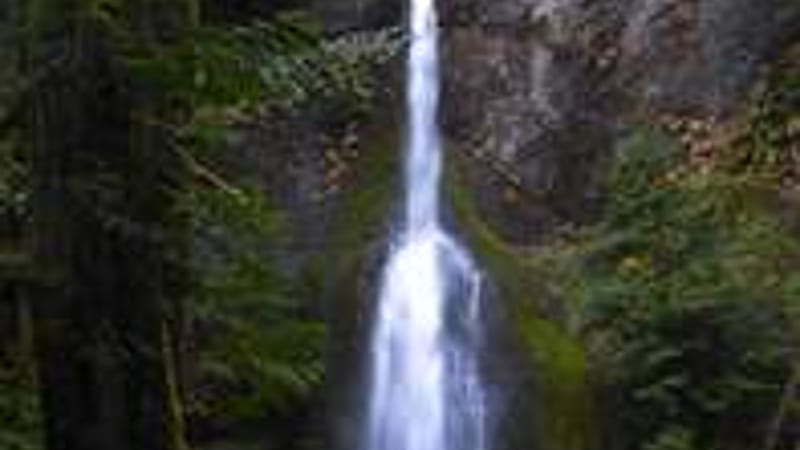 A tall, single-drop waterfall cascades down a moss-covered rocky cliff face surrounded by dense temperate rainforest vegetation.