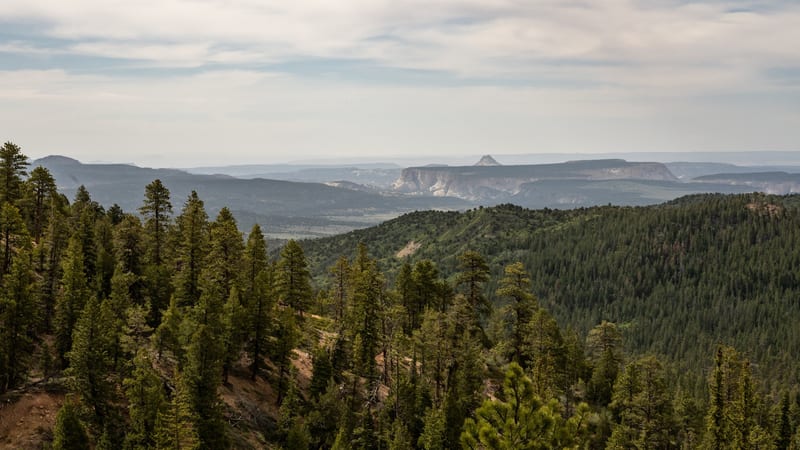 A forested high-plateau overlook reveals a sweeping valley of pine and juniper woodland, with distant mesa formations rising through atmospheric haze under a…
